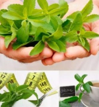 La Stevia te ayudará a Adelgazar tomándola varias veces al día en Infusión La Stevia te ayudará a Adelgazar tomándola varias veces al día en Infusión